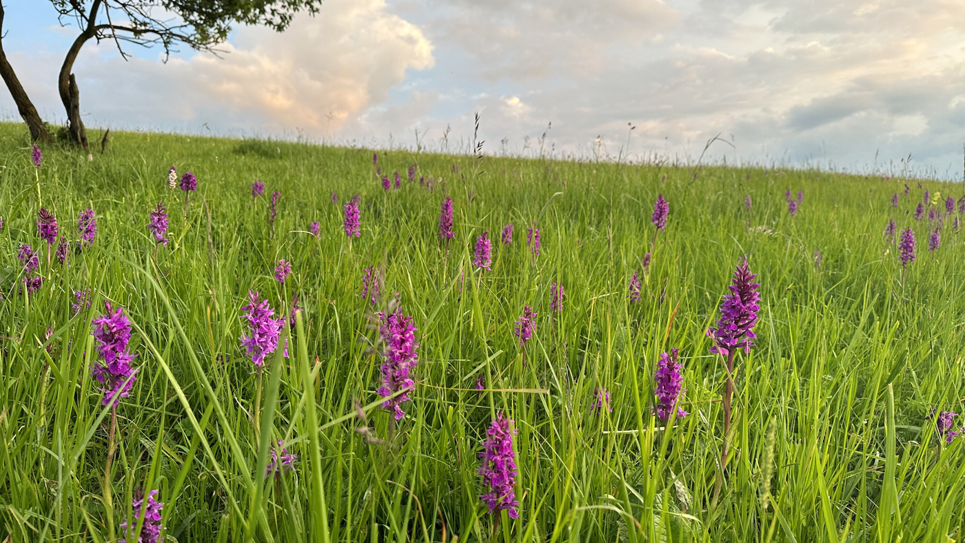 Image of genus Dactylorhiza specimen.