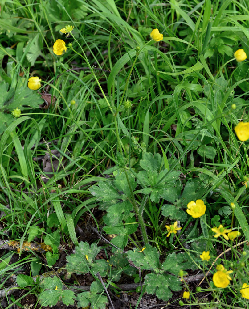 Image of Ranunculus villosus specimen.