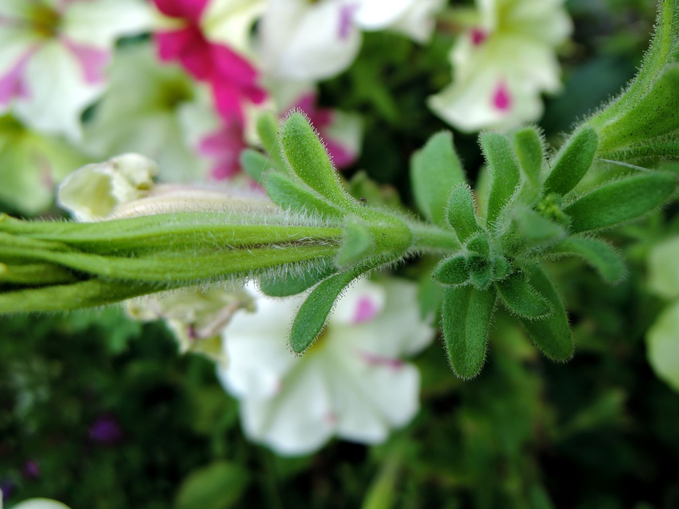 Изображение особи Petunia &times; hybrida.