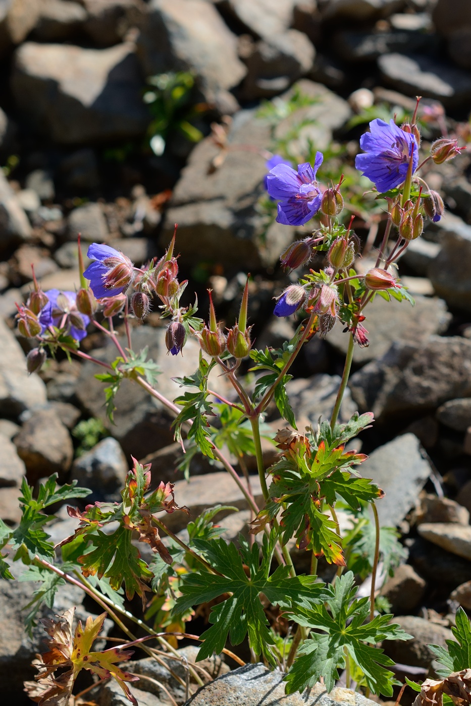 Image of Geranium gymnocaulon specimen.