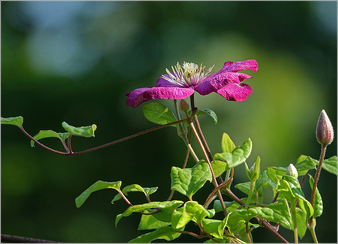 Изображение особи Clematis &times; jackmanii.