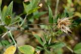 Psoralea bituminosa подвид pontica. Соплодие. Краснодарский край, Лазаревский р-н, окр. с. Ордынка, 190 м н.у.м., просека. 20.07.2023.