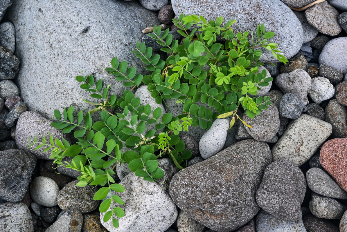 Image of Lathyrus japonicus specimen.