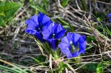 Gentiana grandiflora. Цветки. Хакасия, Орджоникидзевский р-н, берег оз. Ивановское, ≈ 1000 м н.у.м., луговой склон. 08.06.2022.