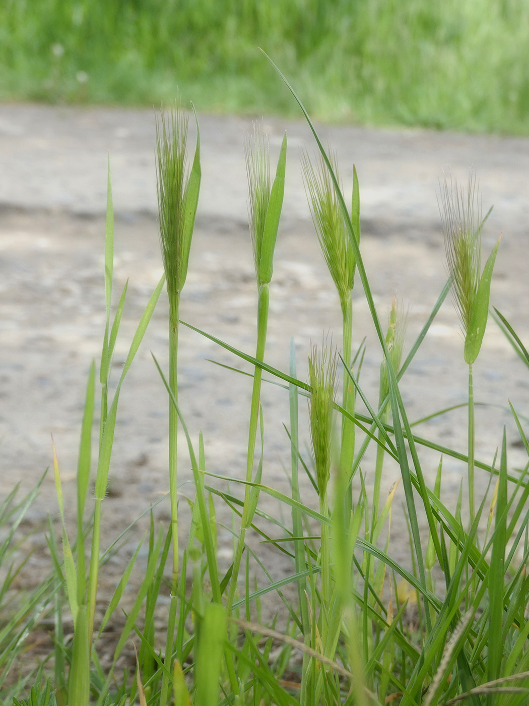 Изображение особи семейство Poaceae.