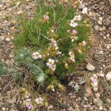 Chamaerhodos grandiflora