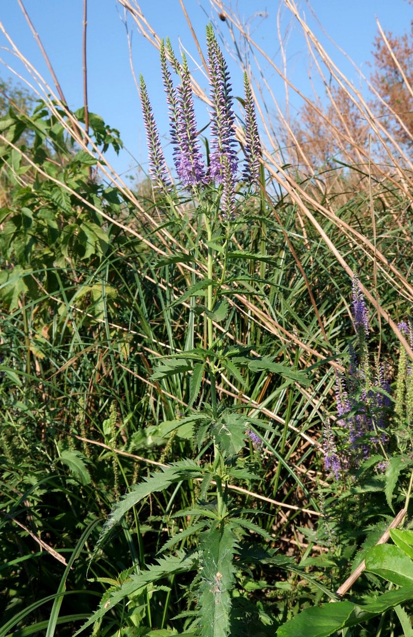 Изображение особи Veronica longifolia.