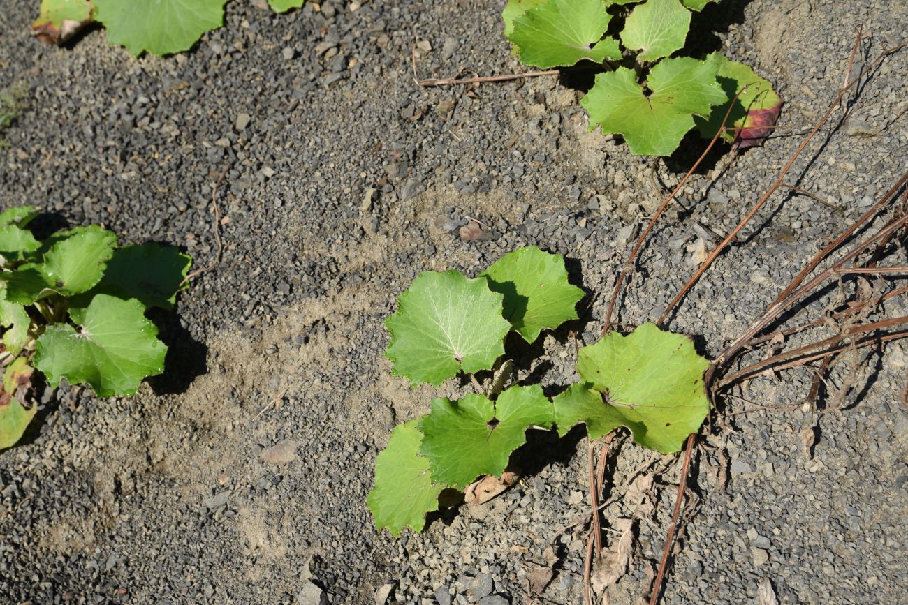 Изображение особи Tussilago farfara.