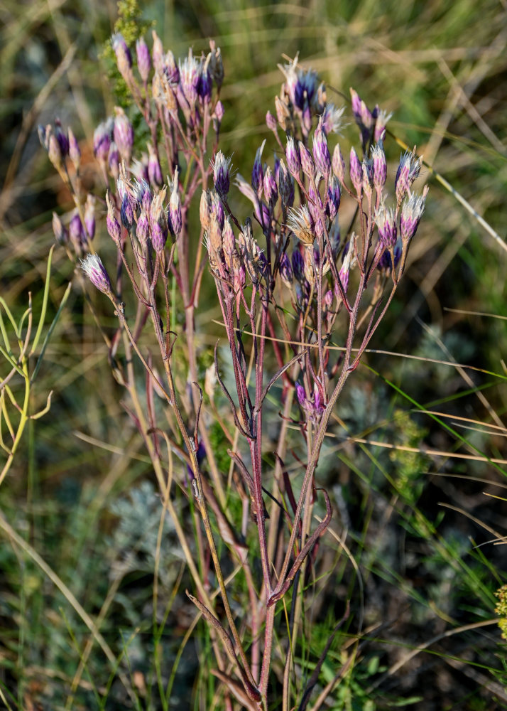 Image of Jurinea multiflora specimen.