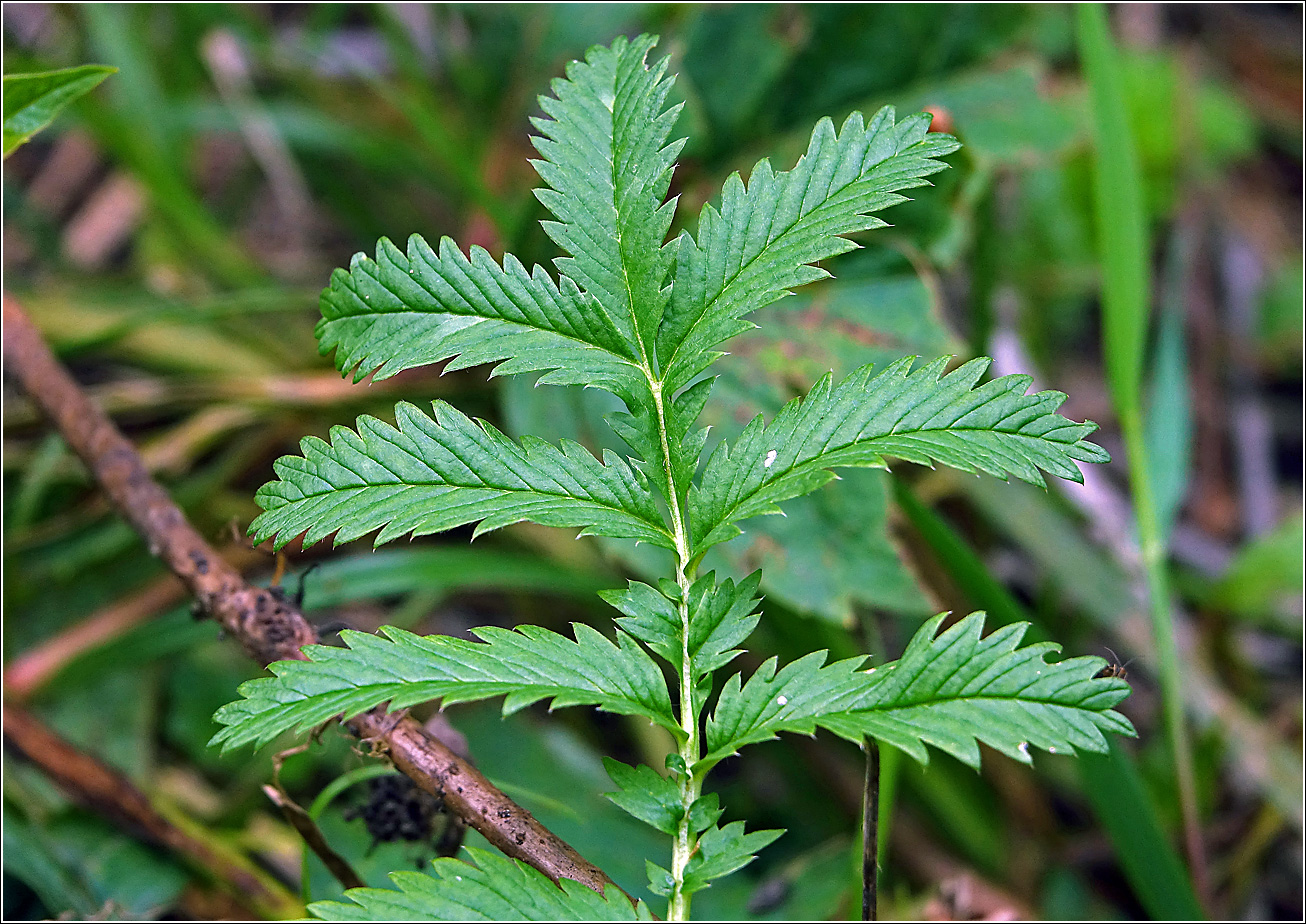 Изображение особи Potentilla anserina.