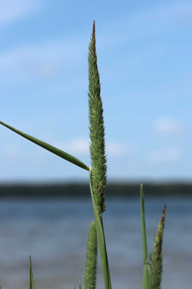 Image of Phleum pratense specimen.