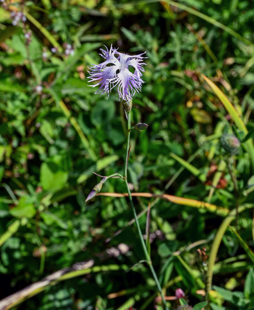 Изображение особи Dianthus hoeltzeri.