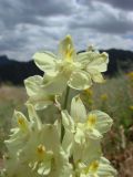 Delphinium semibarbatum. Верхушка соцветия. Узбекистан, Джизакская обл., хр. Нуратау, Нуратинский заповедник, ур. Хаятсай, около 1500 м н.у.м., мелкоземистый склон, среди разнотравно-злаковой растительности. 25.06.2012.