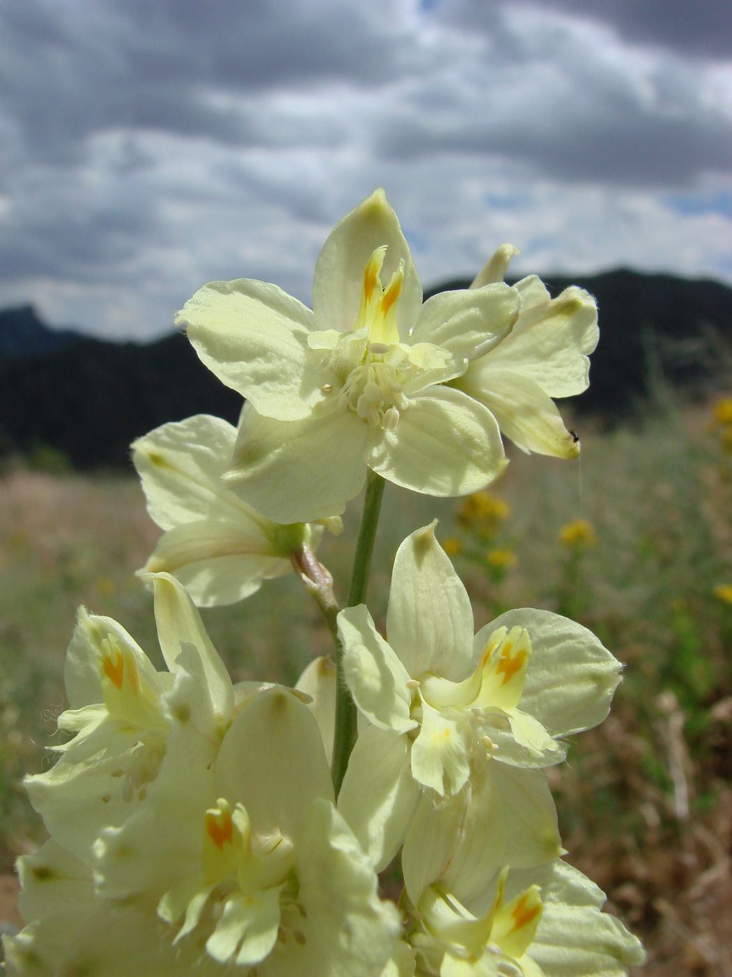 Image of Delphinium semibarbatum specimen.