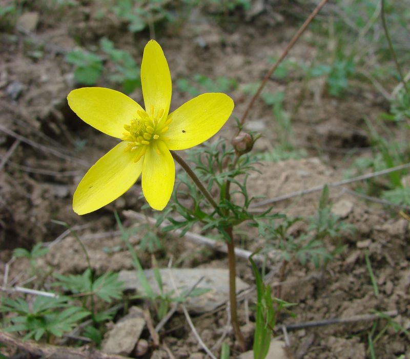 Изображение особи Anemone petiolulosa.