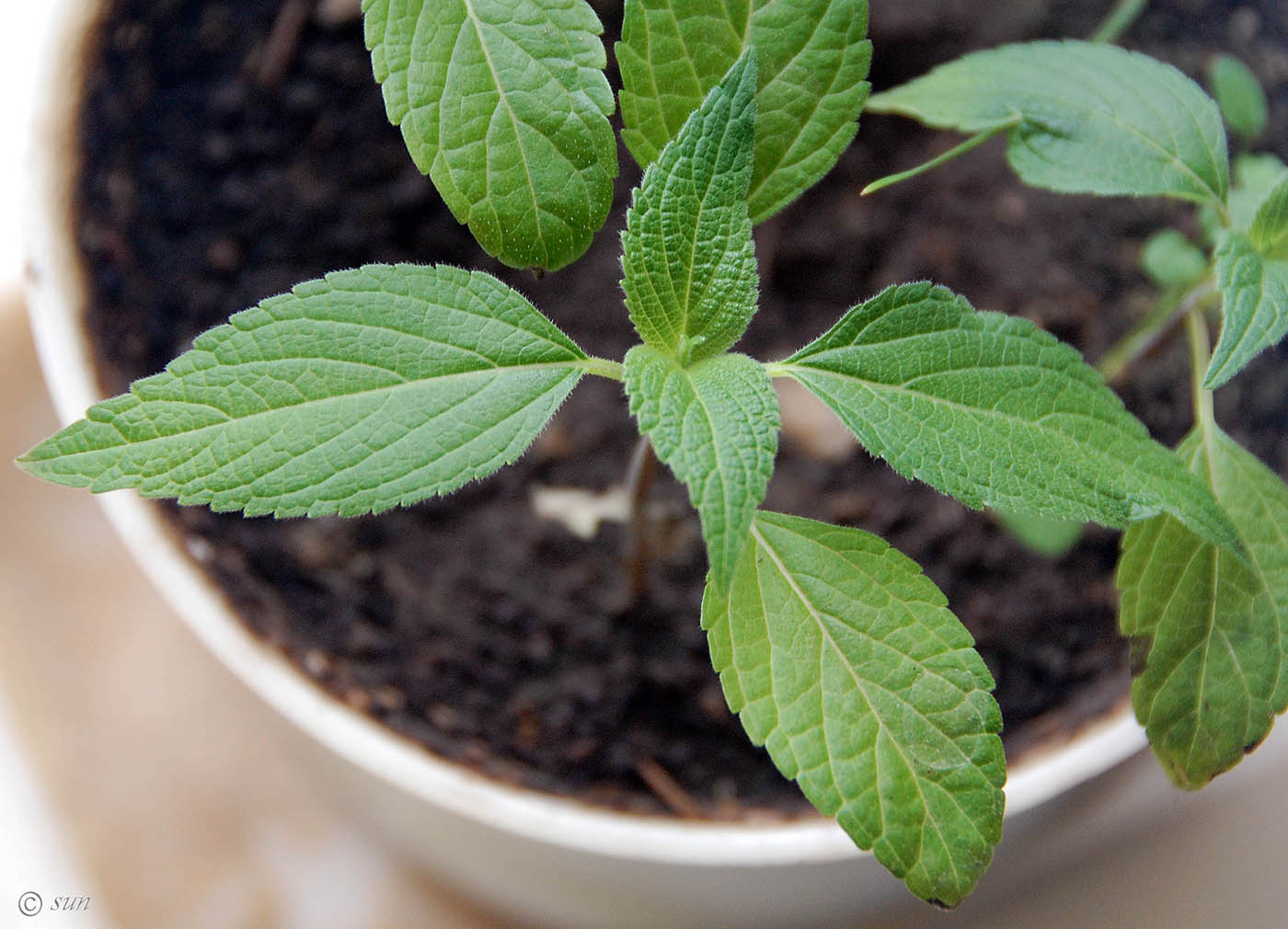 Image of Salvia hispanica specimen.