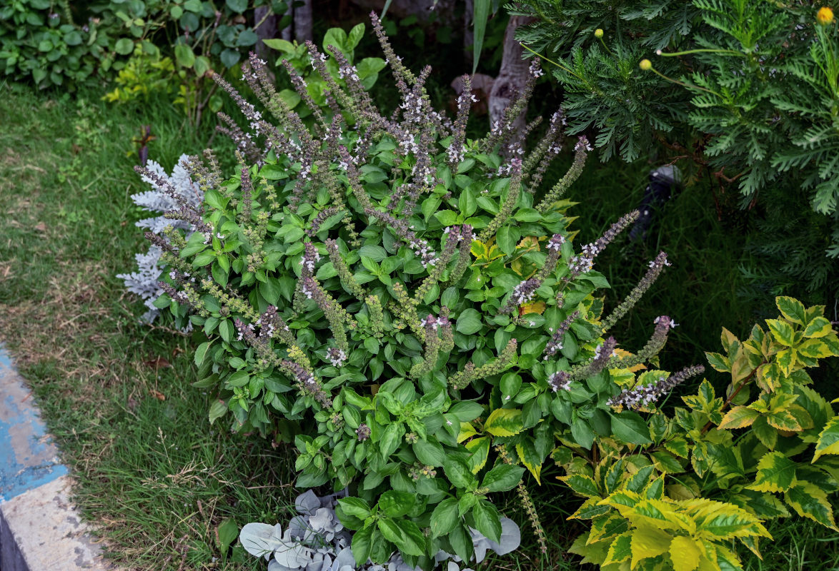 Image of Ocimum basilicum specimen.