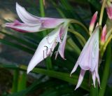 Crinum × powellii. Цветки. Республика Абхазия, г. Гагра, в культуре. Июль 2023 г.