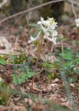 Corydalis caucasica. Цветущее растение. Краснодарский край, Крымский р-н, окр. станицы Неберджаевская, ур. Темрючки, дубово-грабовый лес. 16.03.2024.