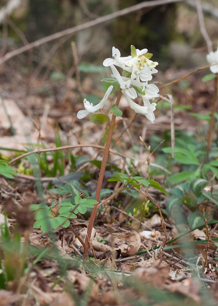 Изображение особи Corydalis caucasica.