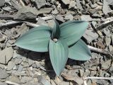 Allium karataviense