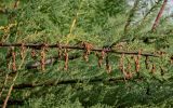 Myricaria bracteata. Часть ветви с соплодиями. Киргизия, Джалал-Абадская обл., Западный Тянь-Шань, северный берег оз. Сары-Челек, ≈ 1900 м н.у.м., влажный луг. 13.07.2022.