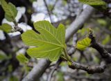 Ficus carica. Молодой лист (абаксиальная поверхность). Абхазия, Гагрский р-н, с. Лдзаа, озеленение. 11.04.2024.