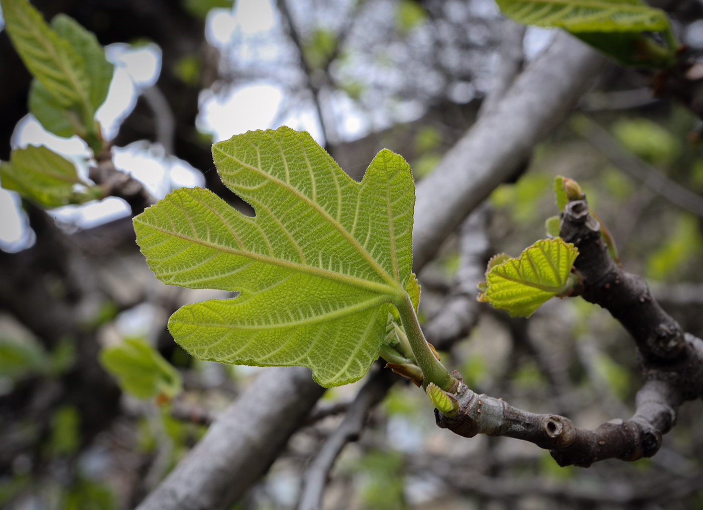 Изображение особи Ficus carica.