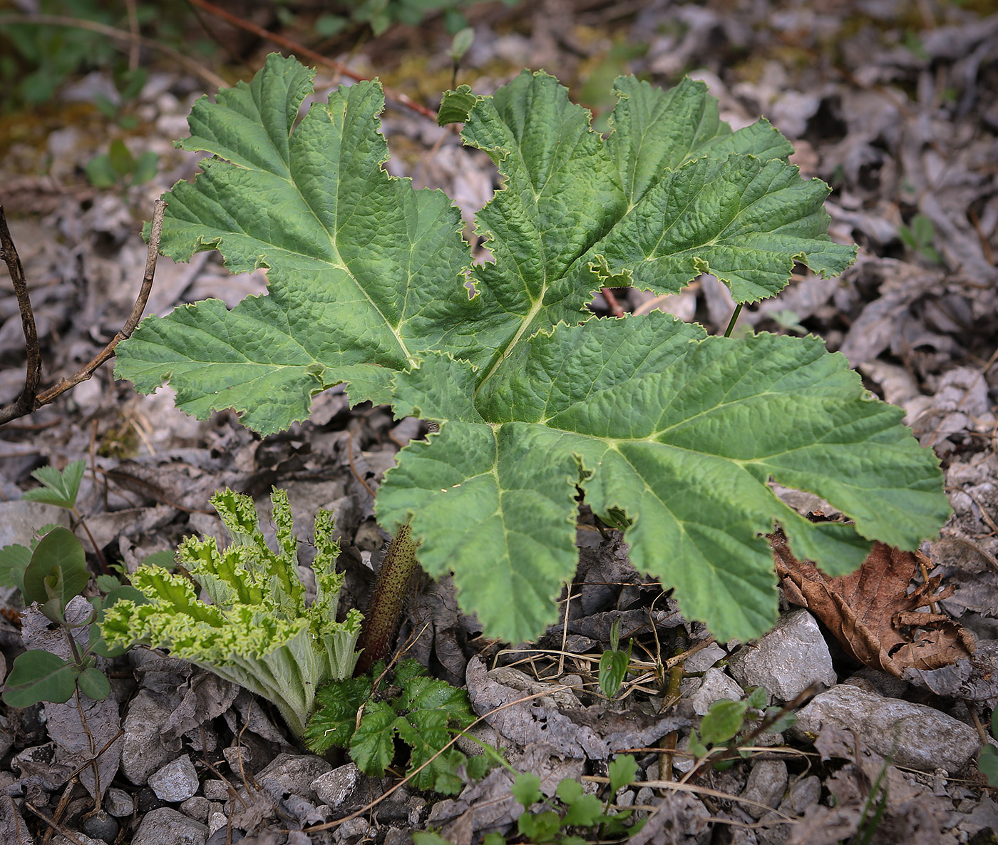 Изображение особи род Heracleum.