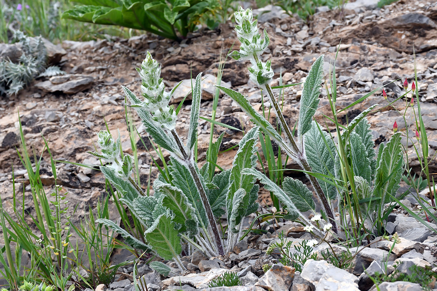 Image of Phlomoides baissunensis specimen.