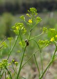Sisymbrium polymorphum