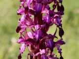 Himantoglossum formosum. Цветки в средней части соцветия. Дагестан, окр. пос. Дубки, поляна среди грабово-букового леса. 21.06.2023.