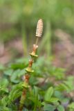Equisetum arvense