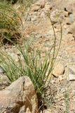 Allium oreoprasum