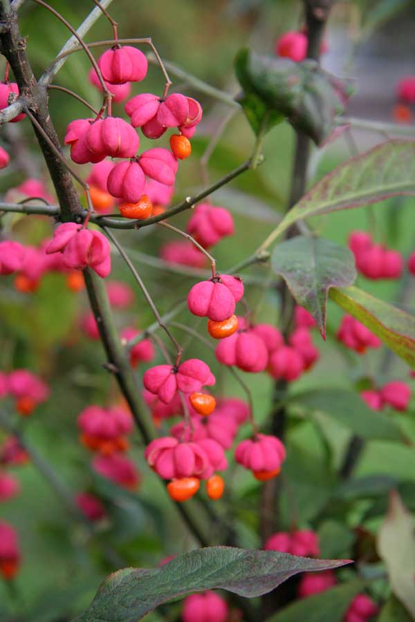 Изображение особи Euonymus europaeus.