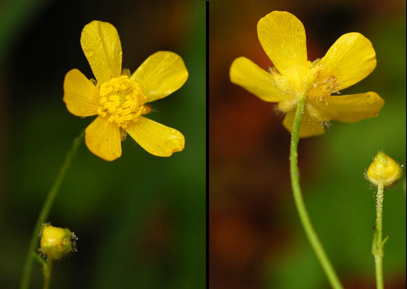 Изображение особи Ranunculus japonicus.