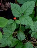 Rubus saxatilis
