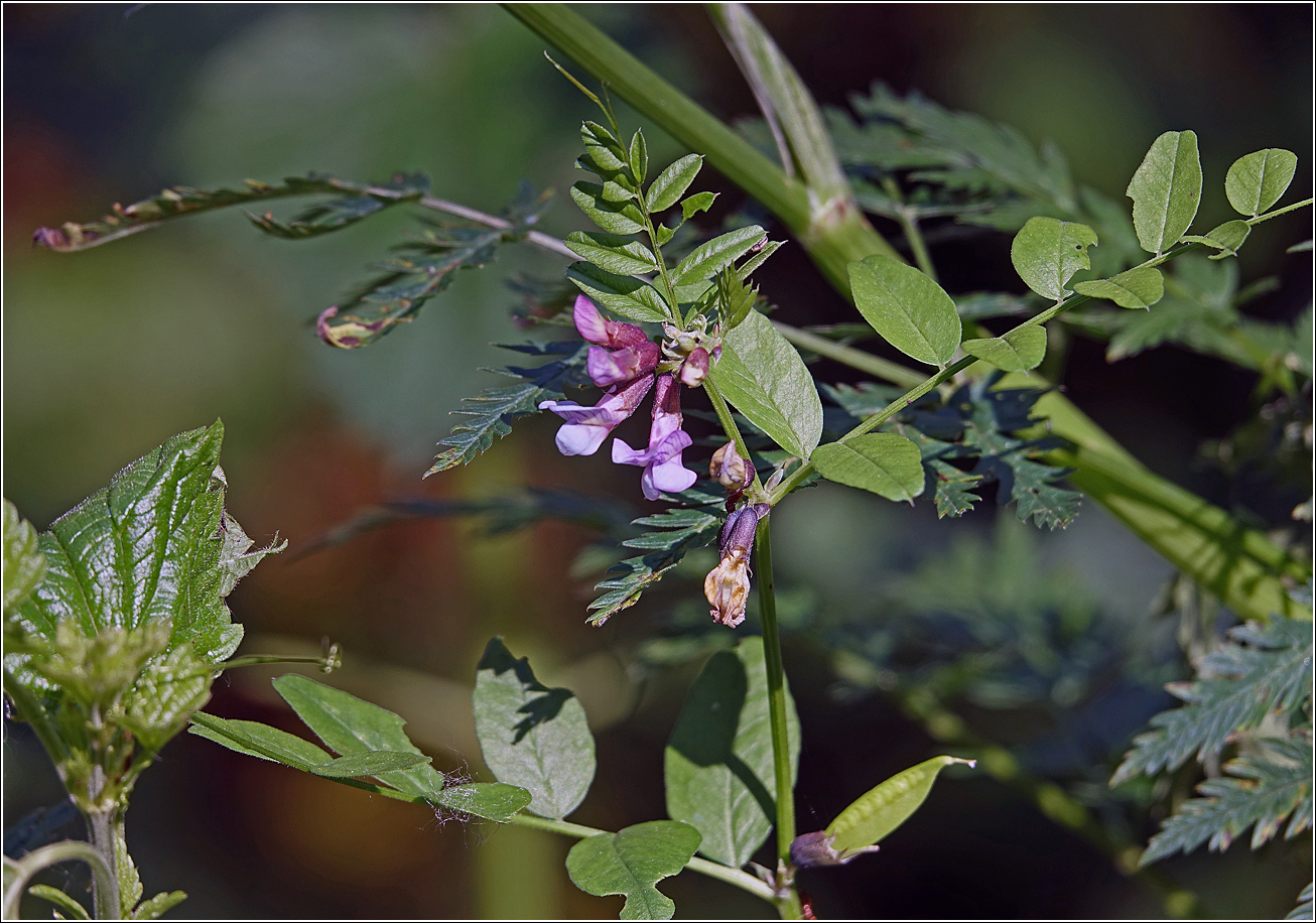 Image of Vicia sepium specimen.