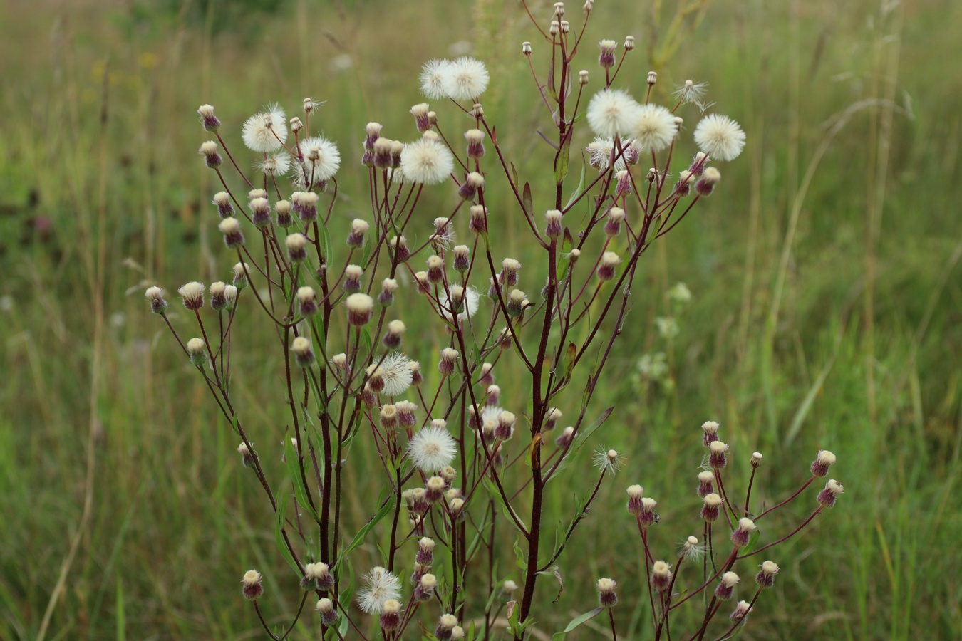Изображение особи Erigeron uralensis.