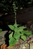 Circaea lutetiana. Плодоносящее растение. Краснодарский край, Адлерский р-н, Краснополянский поселковый округ, горнолыжный курорт \"Роза Хутор\", широколиственный лес, обочина тропы. 10.09.2023.