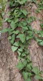 Hedera helix