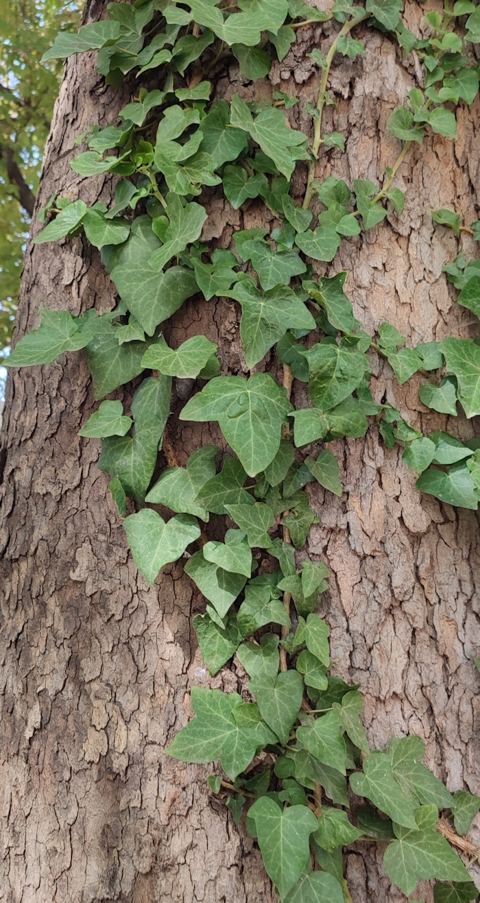 Image of Hedera helix specimen.