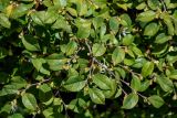 Loropetalum chinense