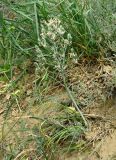 Ornithogalum amphibolum