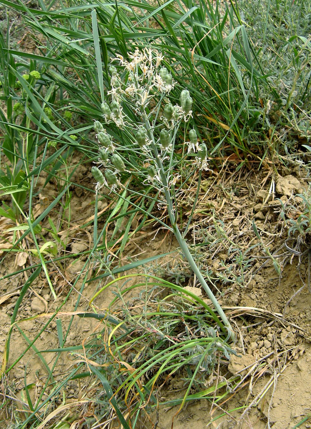 Image of Ornithogalum amphibolum specimen.