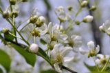 Padus avium subspecies pubescens. Часть соцветия. Приморский край, Уссурийский гор. округ, окр. с. Монакино, широколиственный лес на небольшой сопке. 09.05.2025.