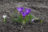 Crocus vernus. Цветущие растения. Мурманск, Октябрьский р-н, цветник. 19.05.2025.