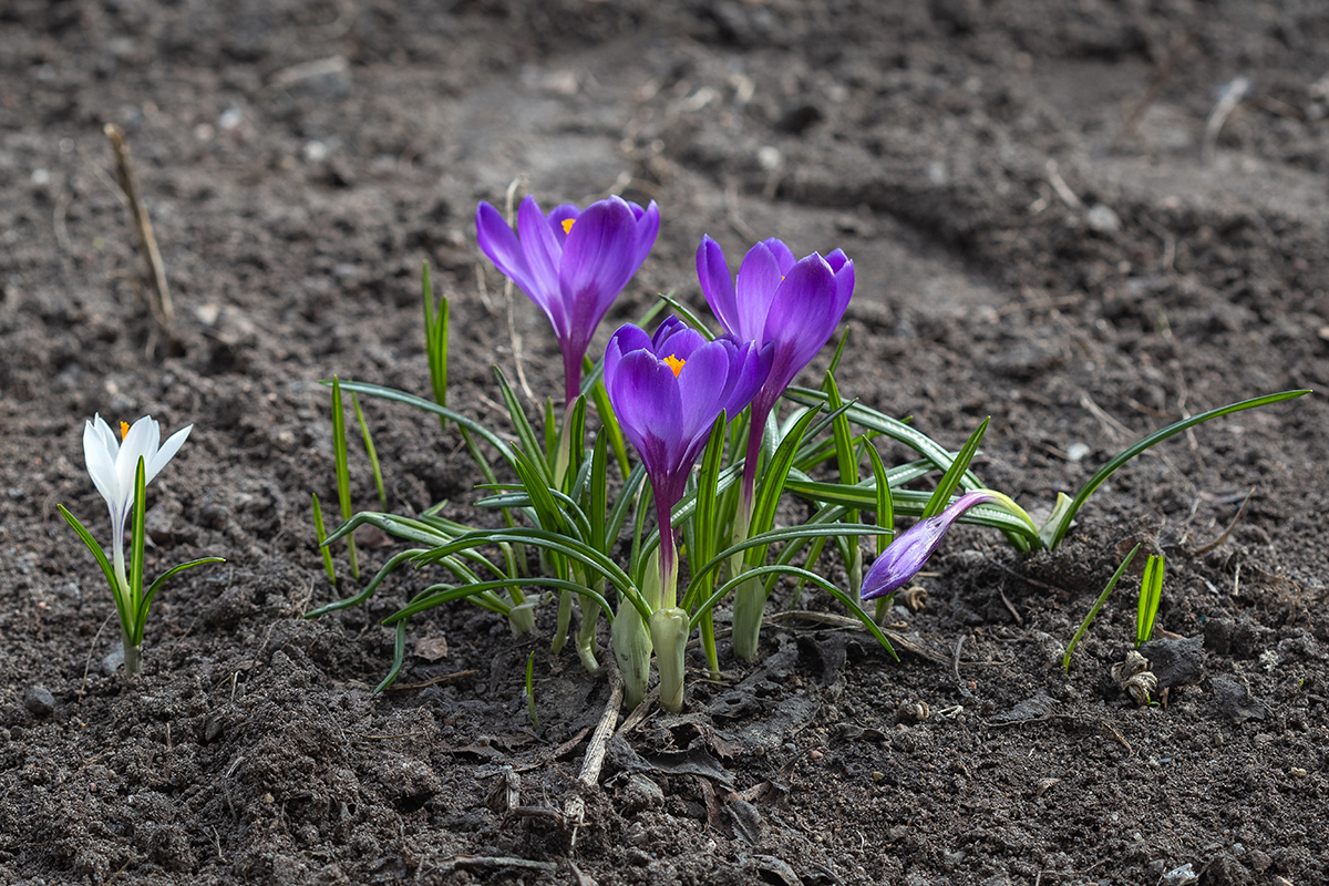 Image of Crocus vernus specimen.