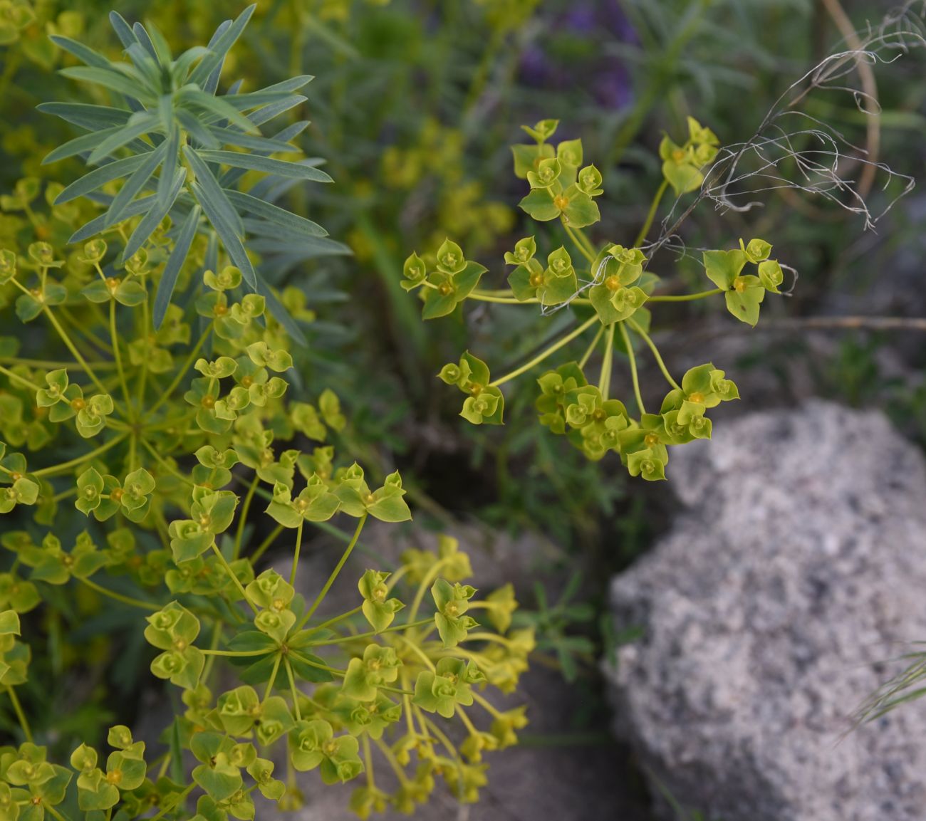 Image of genus Euphorbia specimen.