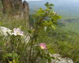 Rosa pulverulenta. Верхушка цветущего растения. Карачаево-Черкесия, Зеленчукский р-н, гора Джангур, ≈ 1500 м н.у.м., задернованная скальная полка. 04.06.2025.